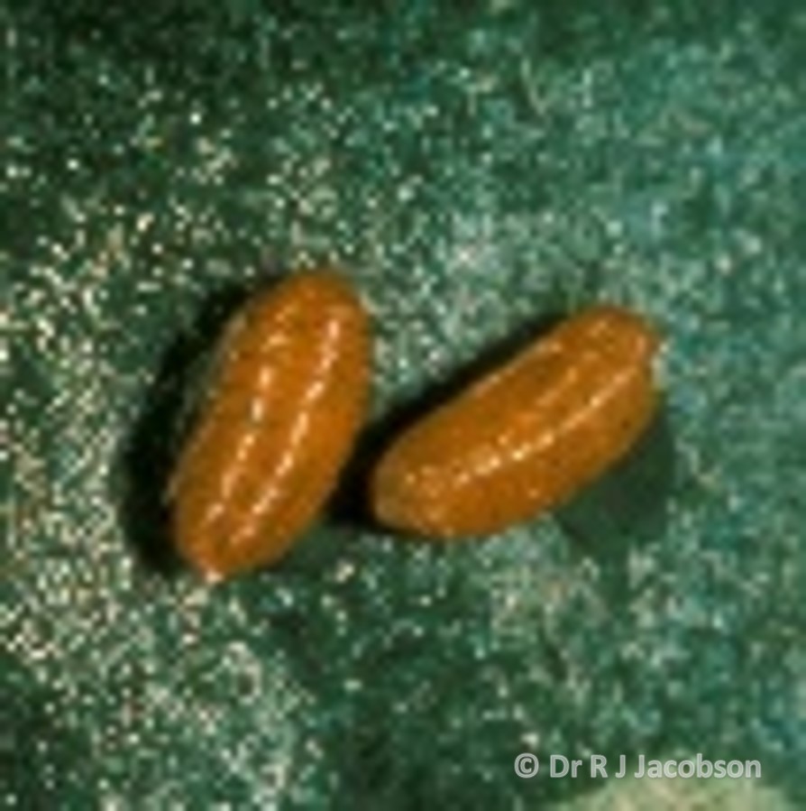 Leafminer pupae. Copyright Dr R J Jacobson (RJC Ltd).